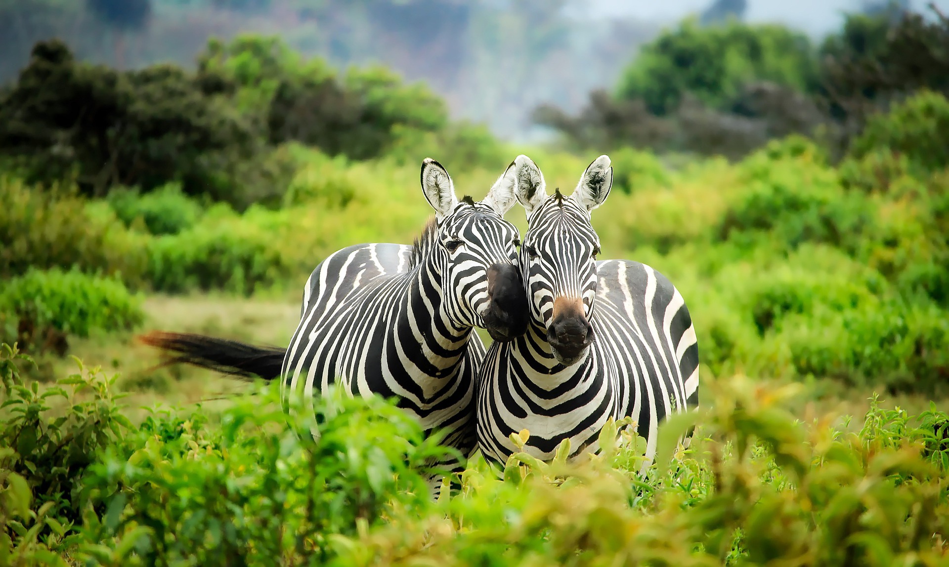 zebra